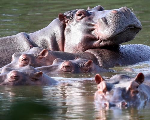 Indian billionaire’s son offers to house Pablo Escobar’s hippos at his private zoo
